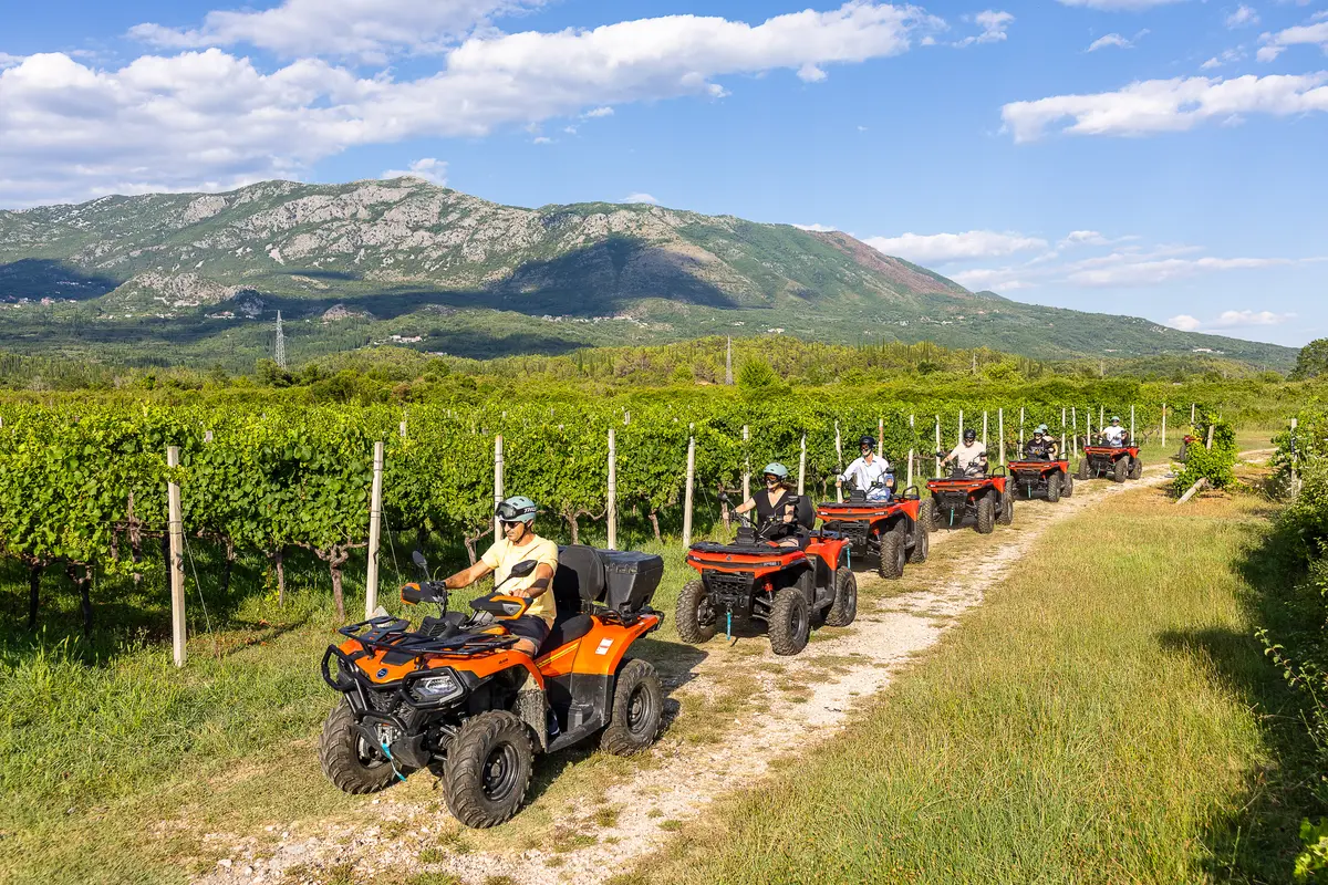 Quadovi voze uz vinograd u Konavoskom polju